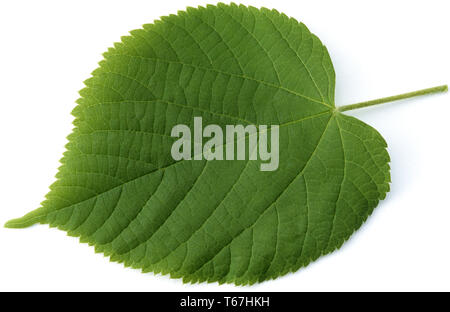 Largeleaf linden ou feuillus tilleul, Tilia platyphyllos Banque D'Images