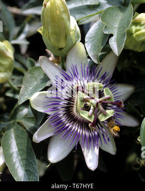 Fleur de la passion (Passiflora) Banque D'Images