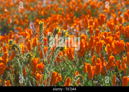 Fleurs de pavot de Californie (Eschscholzia californica), par une fiddleneck, à Antelope Valley California Poppy, USA, au printemps. Banque D'Images