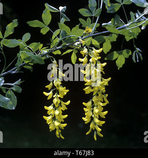 Chaîne d'Or ou Laburnum, genre Laburnum, Germany, Europe Banque D'Images