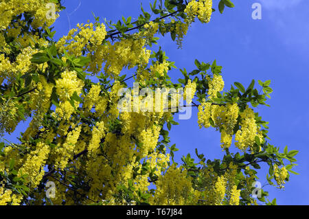 Chaîne d'Or ou Laburnum, genre Laburnum, Germany, Europe Banque D'Images