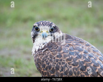 Lanner falcon se trouve sur un fond vert Banque D'Images