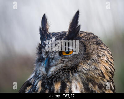 Grand Hibou perché sur un tronc d'arbre Banque D'Images