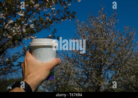 La main avec tasse de café en papier coloré - Fleur de cerisier sakura dans un parc à Riga, capitale de l'Europe de l'Est de la Lettonie - couleurs magenta et rose Banque D'Images