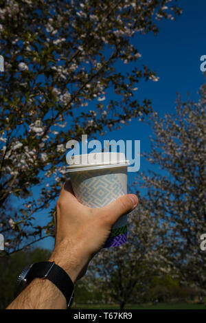 La main avec tasse de café en papier coloré - Fleur de cerisier sakura dans un parc à Riga, capitale de l'Europe de l'Est de la Lettonie - couleurs magenta et rose Banque D'Images