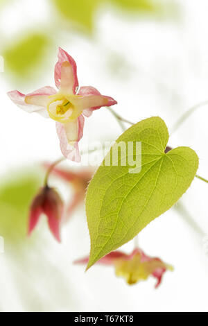 Epimedium alpinum alpin [barrenwort] Banque D'Images