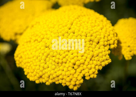 Basket of gold, (Aurinia saxatilis) au printemps Banque D'Images