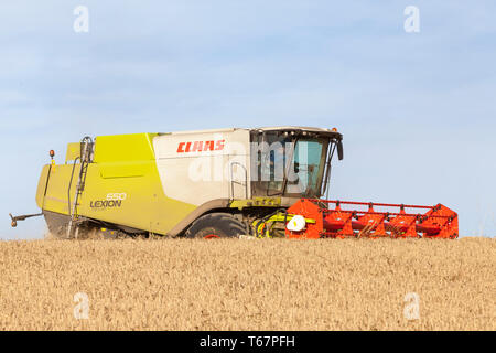 La récolte du blé d'agriculteurs avec une moissonneuse-batteuse Claas 650 rendmt Lexion dans lumière du soir sur l'horizon, visibles de la barre de coupe, champ de blé, Tritiucm aestivum Banque D'Images