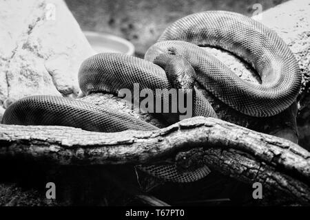 Un serpent dangereux reposant sur une branche d'arbre dans son grotte Banque D'Images