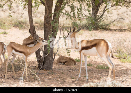 Le Springbok (Antidorcas marsupialis ou Springbuck) veau et sous-adultes naviguant sur camelthorn tree, Kgalagadi Transfrontier Park, Kalahari, le nord du Cap Banque D'Images