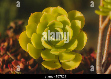 Close-up of a Echeveria Agavoides dans le jardin, Alentejo, Portugal. Banque D'Images