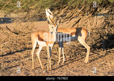 Le Springbok (Antidorcas marsupialis ou Springbuck), Kgalagadi Transfrontier Park, Kalahari, Le Cap Nord parcourt au coucher du soleil sur les arbres camelthorn Banque D'Images