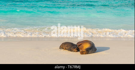 Les Lions de mer des Galápagos avec panorama sur les eaux turquoise de l'océan Pacifique, la plage de Gardner Bay, l'île d'Espanola, parc national des Galapagos, Equateur. Banque D'Images