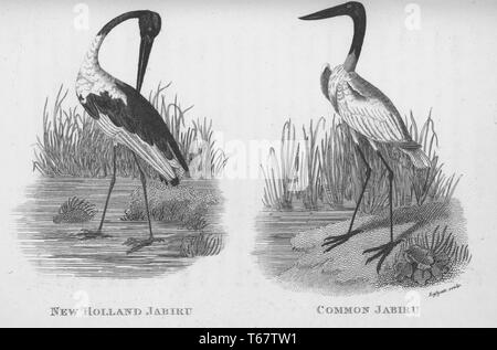 Deux gravures d'oiseaux du livre 'Zoological conférences prononcées à l'Institution royale' par George Shaw, Shaw était un botaniste britannique et zoologiste qui publie plusieurs ouvrages, l'oiseau de gauche est un jabiru New Holland qui est connu comme un black-necked stork aujourd'hui, l'oiseau sur le droit est une politique commune de Jabiru qui est l'on trouve du Mexique à travers l'Amérique du Sud et est le plus grand oiseau volant dans la région, les deux oiseaux font partie de la famille des Ciconiidae qui sont les cigognes, 1809. À partir de la Bibliothèque publique de New York. Banque D'Images