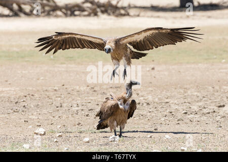 Vautour africain Gyps africanus) voler dans à la terre, Kgalagadi Transfrontier Park, Northern Cape, Afrique du Sud. L'UICN en danger critique Banque D'Images