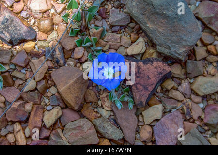 Photographie du gros plan d'un nain morning glory fleurs dans les conditions difficiles du désert au sol. Capturé à la Communauté andine montagnes du centre C Banque D'Images