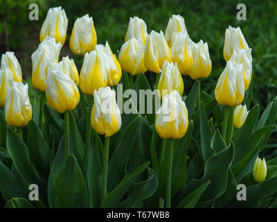 Libre de belles tulipes jaune et crème, variété Flaming Agrass, dans un jardin de printemps Banque D'Images
