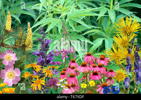 Les plantes officinales, plantes médicinales, l'arrangement Banque D'Images