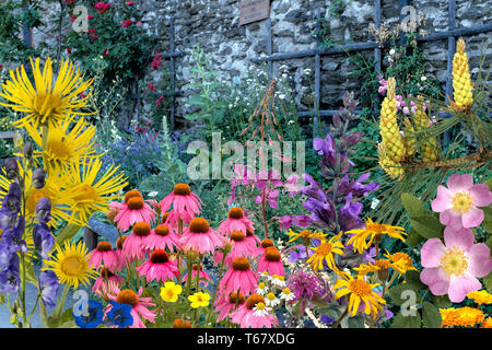 Les plantes officinales, plantes médicinales, l'arrangement Banque D'Images