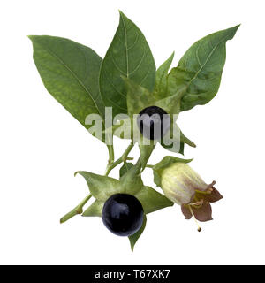 Belladonna, banewort, dwale, belladone, la mort les cerises, baies du diable Banque D'Images