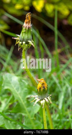 Photographie du gros plan de deux boutons de pissenlit, capturés à un jardin dans la ville de Bogota, Colombie. Banque D'Images