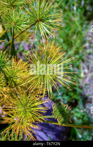 Photographie du gros plan des fleurs de la plante de papyrus dwarft. Capturé à la Communauté andine montagnes du centre de la Colombie. Banque D'Images