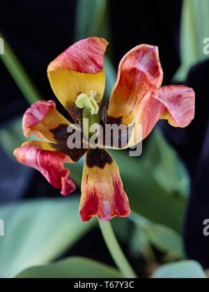 Résumé Le traitement de la fleur de tulipe, nature portrait photographique Banque D'Images