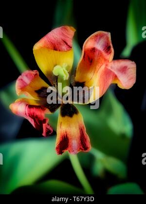 Résumé Le traitement de la fleur de tulipe, nature portrait photographique Banque D'Images