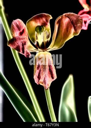 Résumé Le traitement de la fleur de tulipe, nature portrait photographique Banque D'Images