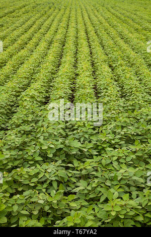 Plantation de soja agricoles. De plus en plus vert le soja plante. Droit Banque D'Images