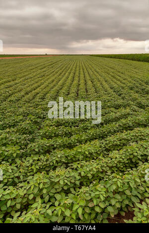 Plantation de soja agricoles. De plus en plus vert le soja plante. Droit Banque D'Images