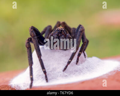 Macro photographie d'un grand black wolf spider protéger son nid. Capturé à la Communauté andine montagnes du centre de la Colombie. (Centre) Banque D'Images