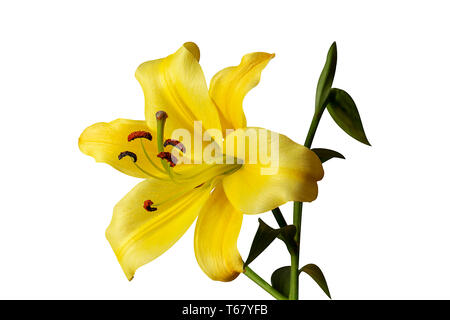 Pistil et étamines montrant dans lis jaune fleur. Isolé sur blanc - droit Banque D'Images