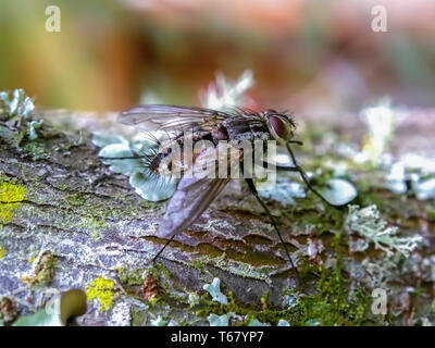 Macro photographie d'un vol stable debout sur une branche d'arbre couvert de lichens. Capturé à la Communauté andine montagnes du centre de la Colombie. Banque D'Images