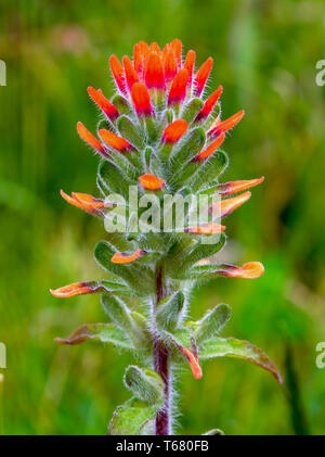 La beauté exotique de la fleur écarlate indian paintbrush capturés lors d'une macro photographie au montagnes andines de la Colombie. (Vertical) Banque D'Images