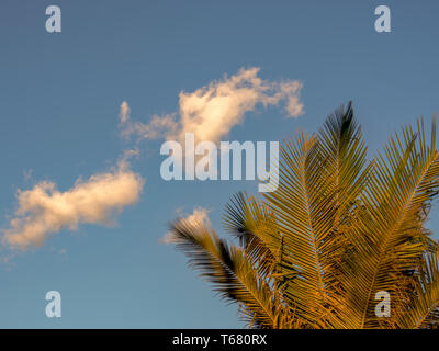 L'exposition de multiples feuilles de palmier contre un ciel bleu clair et un nuage. Capturé au coucher du soleil dans les montagnes andines de Colombie. Banque D'Images