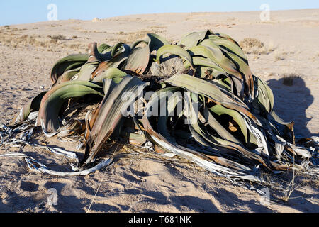 Mirabilis Welwitschia, une plante du désert, fossile vivant Banque D'Images