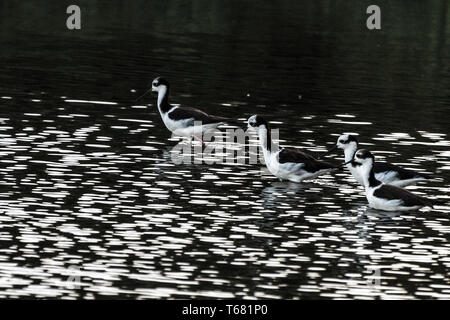 2019, janvier. Florianopolis, Brésil. Groupe d'oiseaux satanding sur une surface de l'eau. Les oiseaux sont des échasses, Himantopus melanurus. Banque D'Images