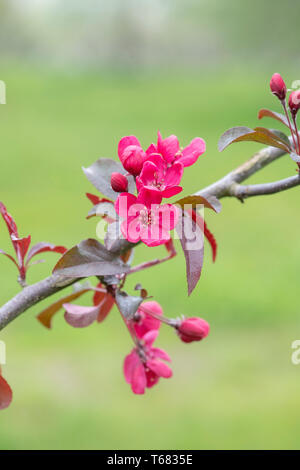 Malus sylvestris. Crab Apple Blossom Banque D'Images