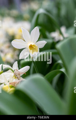 Narcissus 'ailboat. Ailboat "jonquille". Fleurs jonquille jonquille Banque D'Images