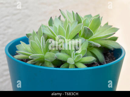 Sempervivum tectorum succulent plant Banque D'Images