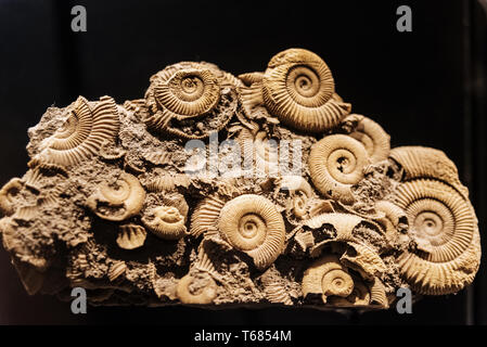 Reconstruction d'un Ammonites Dactylioceras commune Banque D'Images