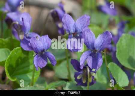 Viola palustris Marsh (violet) fleurs, gros plan Banque D'Images