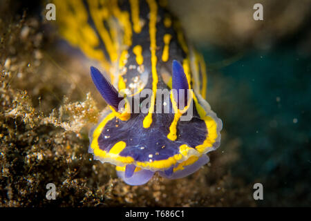 Nudibranches colorés seaslug Banque D'Images