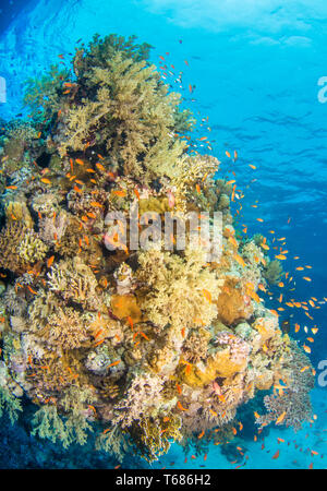 Les récifs coralliens tropicaux dynamique dans l'eau, avec des coraux durs et mous de couleur entourée d'orangers et de poissons d'argent, avec le soleil et la surface de l'océan Banque D'Images