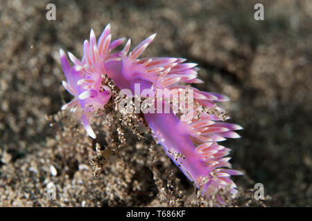 Nudibranches colorés seaslug Banque D'Images