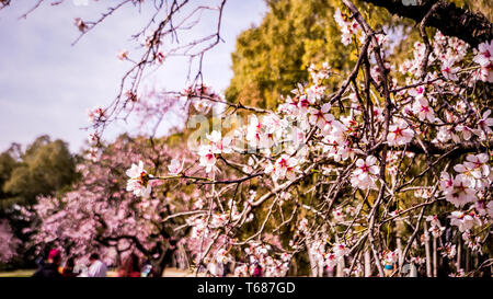 Close up d'amandiers en fleurs fleurs roses avec les gens se détendre entre amandiers à Quinta de los Molinos à Madrid, Espagne Banque D'Images