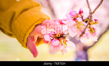 Un portrait photo d'une main de bébé de toucher des fleurs roses fleurs de l'amandier en fleur. Les amandiers en fleurs à Quinta de los Molinos à Madrid, Espagne Banque D'Images