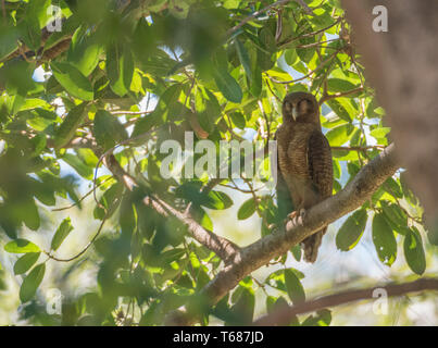 Un rufous​ owl perché dans un cadre verdoyant, arbre tropical sur une journée ensoleillée à Darwin, Australie Banque D'Images