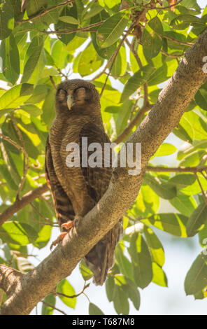 Un rufous​ owl perché dans un cadre verdoyant, arbre tropical sur une journée ensoleillée à Darwin, Australie Banque D'Images